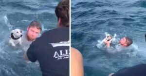Ragazzi si gettano in mare per salvare un cane in pericolo