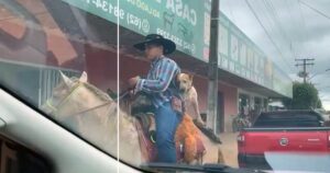 cane ripreso mentre cavalca un cavallo