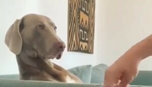 Un cane crede di mangiare dei bocconcini golosi, ma il proprietario lo prende in giro (VIDEO)