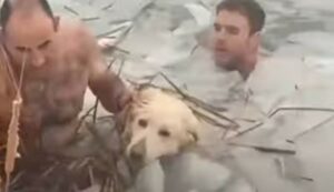 Due poliziotti salvano un cucciolo dalle acque gelide di un bacino idrico (VIDEO)