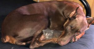 Doberman adotta un gattino rimasto orfano e gli fa da madre