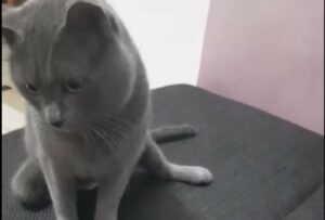 Cane e gatto destinati alla morte sono stati salvati dal loro veterinario (VIDEO)