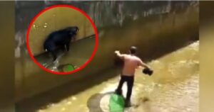 Tassista scende in un fiume per salvare un cane trasportato dalla corrente