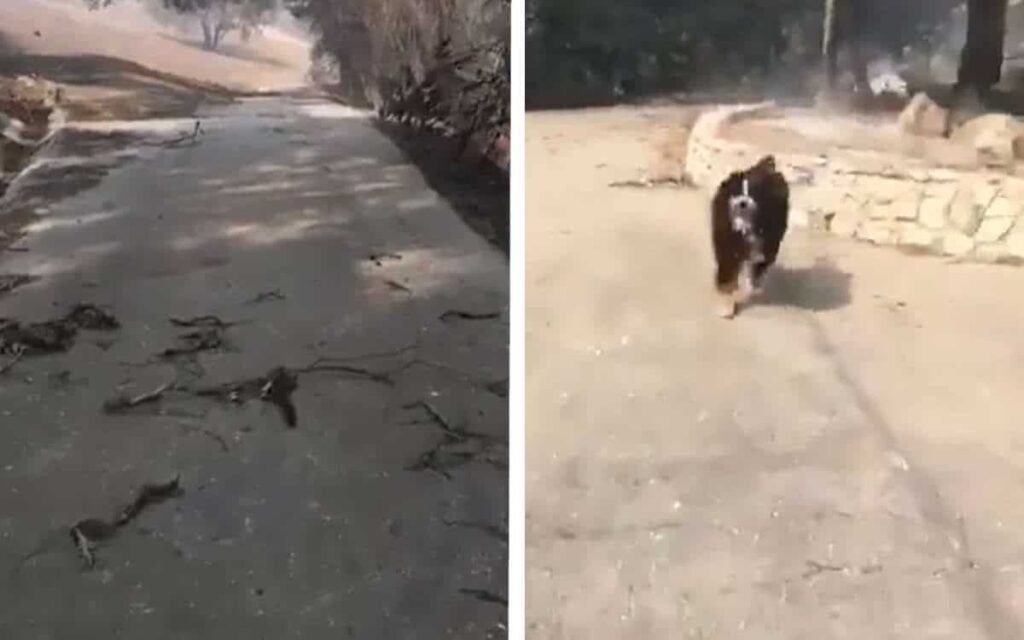 Ritrovano il cane dopo un incendio, il video del ritrovamento