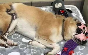 Shiba Inu sopravvive a un incendio, ora è diventato un fantastico cane da terapia
