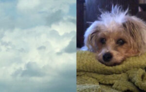 Una donna in lutto vede il muso del suo cucciolo tra le nuvole ore dopo la morte