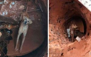 Cucciolo intrappolato nel pozzo aiuta nel suo salvataggio e sorprende i vigili del fuoco