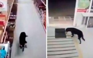 Cane “ruba” il cibo dal supermercato e si disinfetta le zampe quando esce (VIDEO)