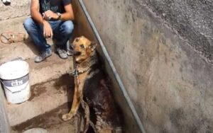 Lo sguardo di un cane senza forze, sconfitto dal dolore, dalla fame, dalla sete e da un infinita sofferenza