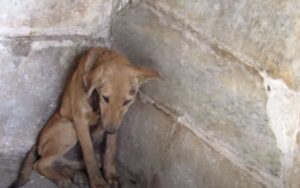 Cucciolo debole, ferito e in grave stato di shock, era andato a rifugiarsi in un tempio