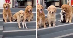 Golden Retriever costringe il gatto a mettersi in posa per la foto di famiglia (VIDEO)