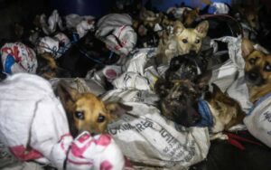 53 cuccioli salvati dalla morte, camioncino intercettato mentre si dirigeva al macello