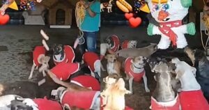 Per festeggiare il Natale un rifugio organizza una pignatta di salsicce per i cagnolini