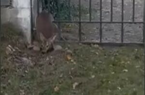 Capriolo si incastra tra le grate di un cancello; intervengono i soccorritori (VIDEO)