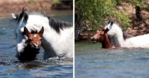 Cavallo entra nel fiume per salvare un puledro in difficoltà