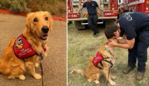 La cucciola di Golden Retriever Kerith è un grande conforto per tanti vigili del fuoco (VIDEO)