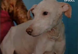 Cucciola di cane Cotton: la rinascita ad un passo dalla morte (VIDEO)