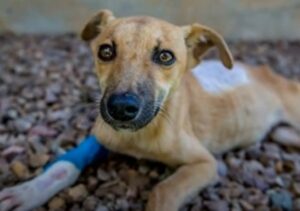 La cucciola di cane Poppy ha tantissima voglia di vivere e lotta ogni giorno (VIDEO)