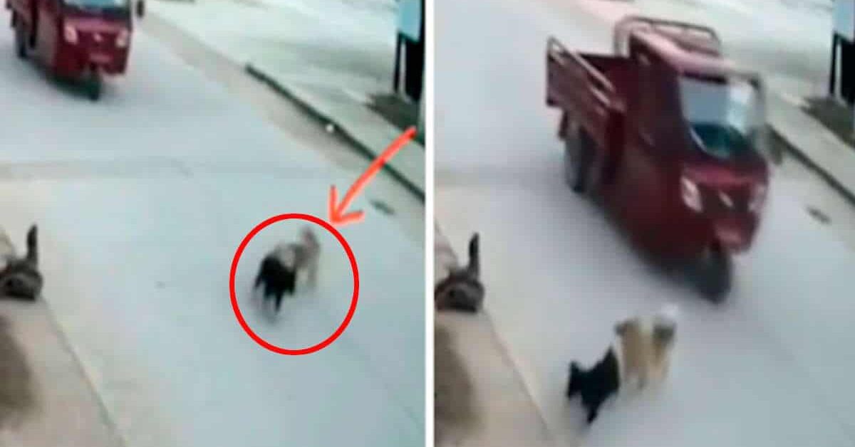 Cucciolo salva la vita del suo "migliore amico" (VIDEO)