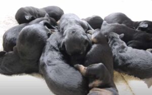 Rottweiler da alla luce la sua cucciolata durante la notte, svegliando la sua umana.