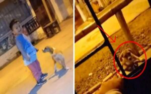 Cucciolo segue il bambino, ora il piccolo piange cercando di convincere i suoi genitori ad adottarlo