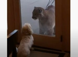 Il cucciolo di Barboncino Dash ha un incontro ravvicinato con un puma (VIDEO)