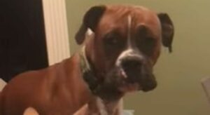 Il cucciolo di Boxer Wyeth è entusiasta di conoscere il gattino di casa (VIDEO)