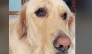 Il cucciolo di Golden Retriever Yogi ha una famiglia che lo ami nonostante la sua diversità (VIDEO)
