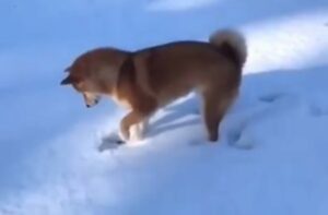 Cucciolo di Akita Inu si diverte a saltare sulla neve (VIDEO)