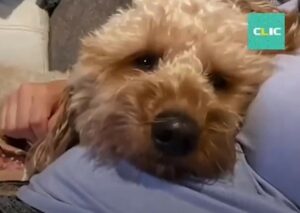 Il cucciolo di cane Bentley si è innamorato del piccolo Tyler (VIDEO)