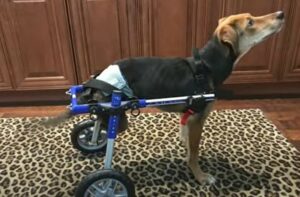 Cucciolo di cane Boone: dalla sofferenza a portatore di gioia (VIDEO)
