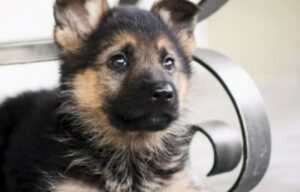 Cucciolo di cane bloccato in un muro viene liberato da un uomo con un trapano elettrico (VIDEO)