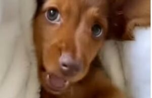 Cucciolo di cane è felice di ricevere tante attenzioni (VIDEO)