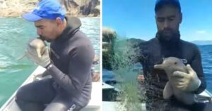 uomo salva un delfino intrappolato in una rete