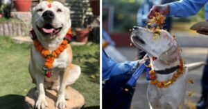 Festival in Nepal per ringraziare i cani di essere loro amici