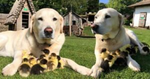 Labrador adotta nove anatroccoli che hanno perso la madre