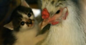 VIDEO: Gallina fa da babysitter a gattini, allevandoli come figli suoi