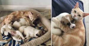 VIDEO: Gatta accudisce cuccioli di cane come se fossero i suoi
