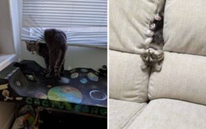 16 Foto di strane azioni di gatti non troppo intelligenti