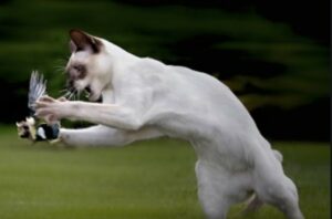 Gatto cerca di catturare un piccione ma il lucernario è chiuso (VIDEO)