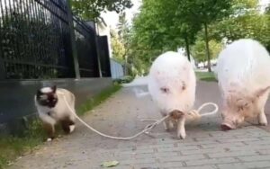 Perché un Maiale porta a spasso con il guinzaglio un Gatto?