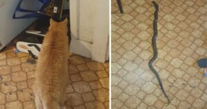 gatto salva il suo padrone da un serpente tigre