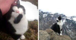 Turista si perde tra le montagne della Svizzera e un gattino lo riporta all’ostello