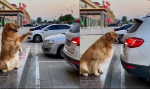 Golden Retriever aiuta il proprietario durante la manovra di parcheggio (VIDEO)