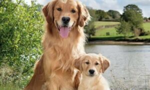 Il Golden Retriever Gus incontra per la prima volta il fratellino Cream