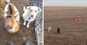 VIDEO: Cucciolo esce per fare una passeggiata, si perde e torna a casa con due nuovi amici