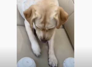 Labrador si cimenta in un gioco con il suo papà umano (VIDEO)