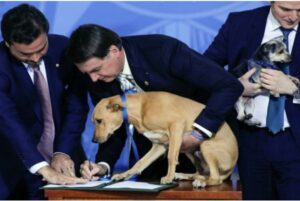 Nuova legge in difesa dei cani e dei gatti in Brasile. Il Presidente Bolsonaro ha ratificato il documento