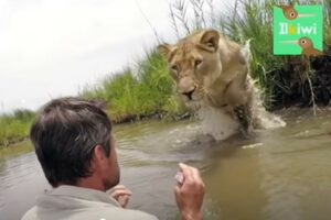 La leonessa Meg ha rivisto il suo salvatore sette anni dopo il loro ultimo incontro (VIDEO)