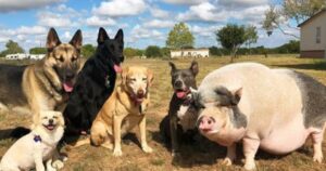 Maialino cresciuto con 5 cuccioli si crede uno di loro